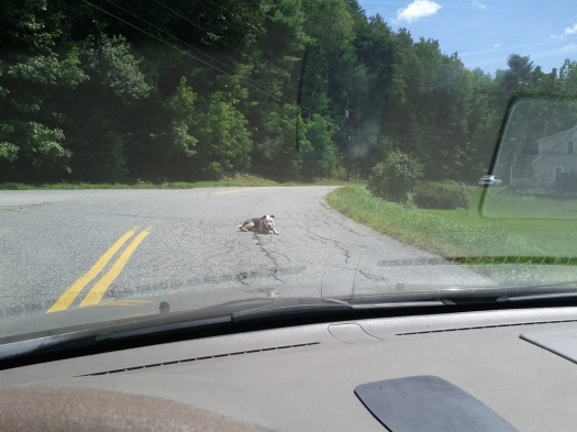 vermont-dog-middle-of-road